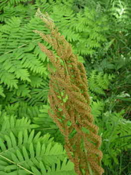 Frondes fertiles terminales contenant les sporanges et de couleur fauve. Agrandir dans une nouvelle fenêtre (ou onglet)